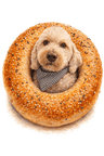 Sadie's Bagels logo